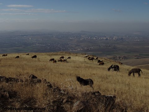 Livestock grazing on the slopes of Mt. Hatis near Akunk, Armenia
