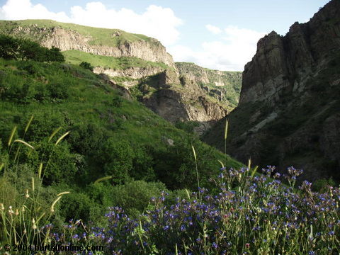Wildflowers and the Arpi river gorge near Gndevank monestary in Armenia
