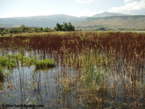 Aquatic vegetation made possible the world-famous pipes in Hrazdan, Armenia
