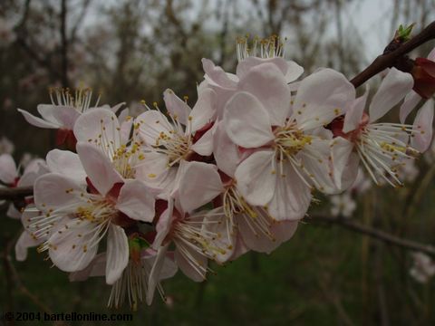 Spring blossoms in Tsitsernakaberd park, Yerevan, Armenia
