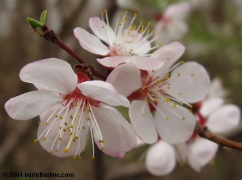 Spring blossoms in Tsitsernakaberd park, Yerevan, Armenia
