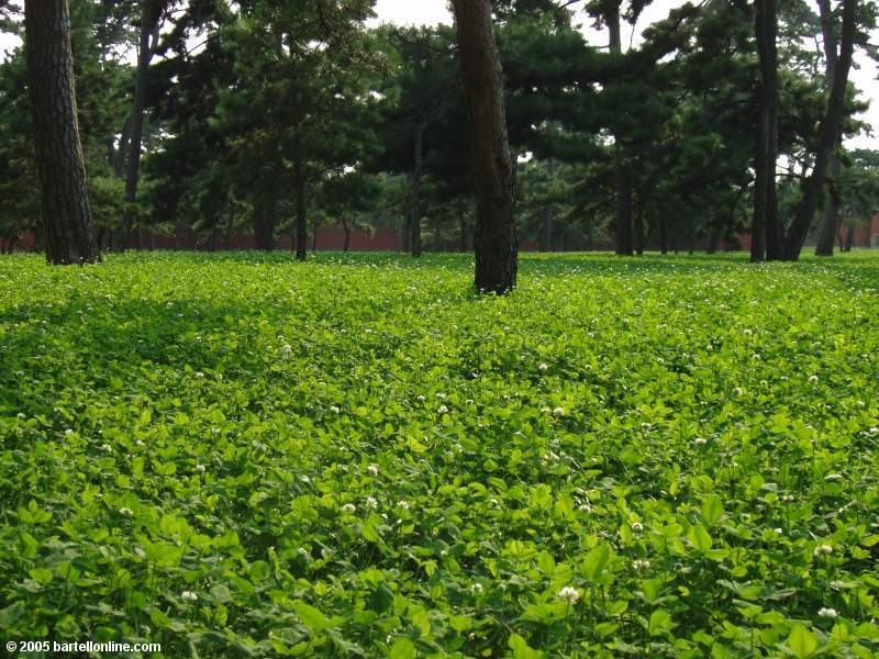 Lush green clover forest inside Zhaoling Tomb in Beiling Park, Shenyang, Liaoning, China