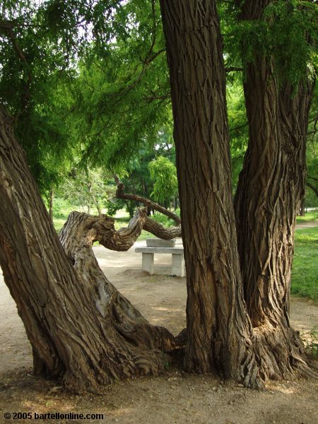 Old tree in Beiling Park, Shenyang, Liaoning, China