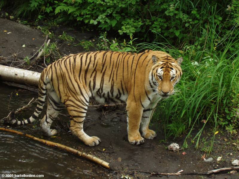 Second largest tiger in Tiger Park outside the Changbaishan Nature Preserve in Jilin, China