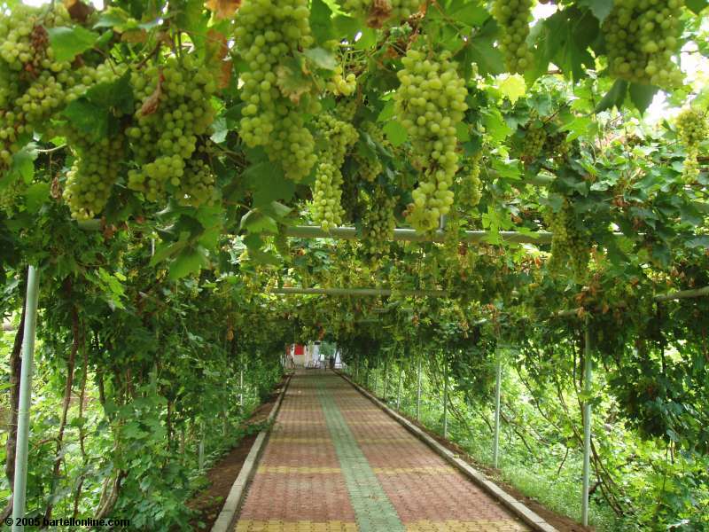 Grape-covered walkway outside the Karez irrigation system near Turpan, Xinjiang, China