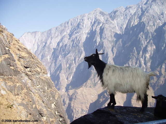 Mountain goat poses along the upper trail through Tiger Leaping Gorge in Yunnan, China